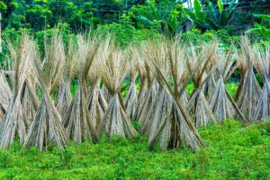 Jute can be harvested 2-3 times a year.